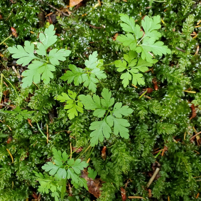 Exploiting the Weaknesses of Herb Robert in Late Winter and Early Spring