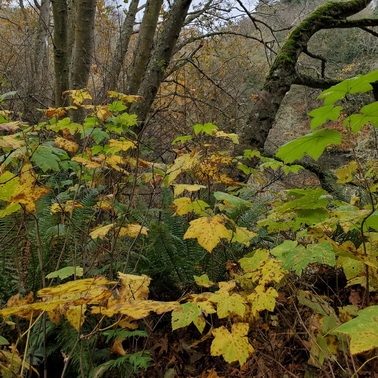 Recent Articles Related to Forest Restoration