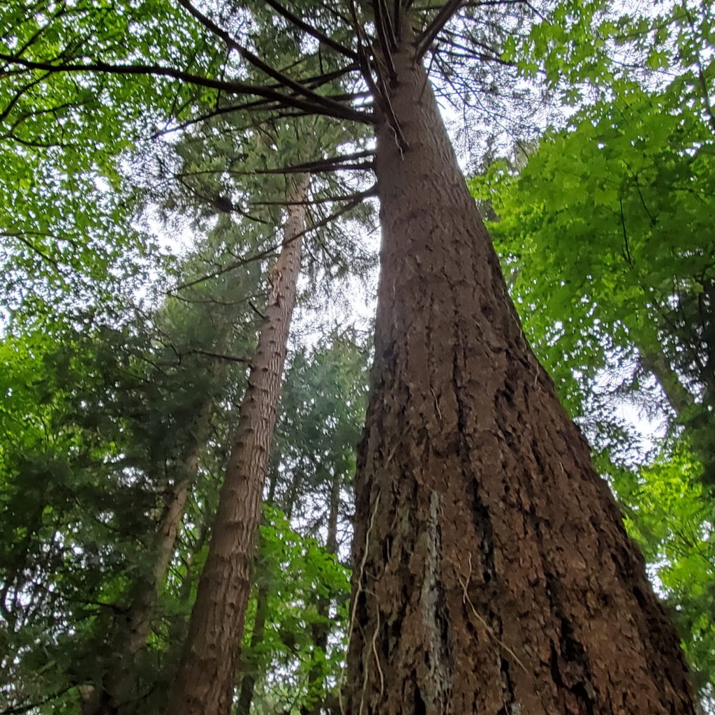 Large Douglas Fir