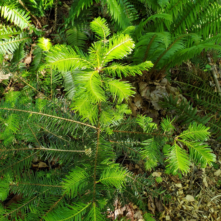 Good growth on a young Grand Fir planted in site with little direct sun.