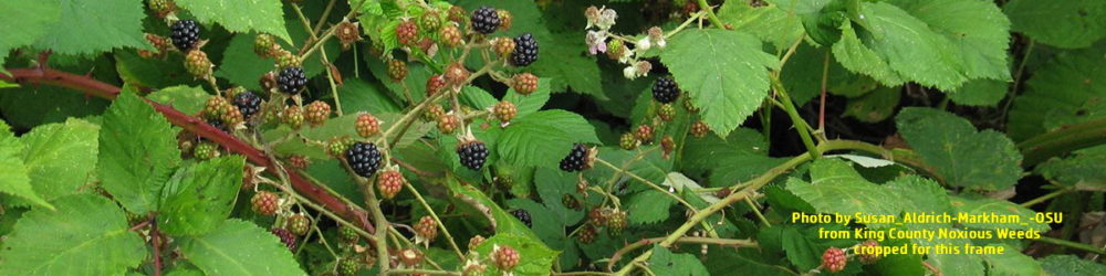 September Himalayan Blackberry