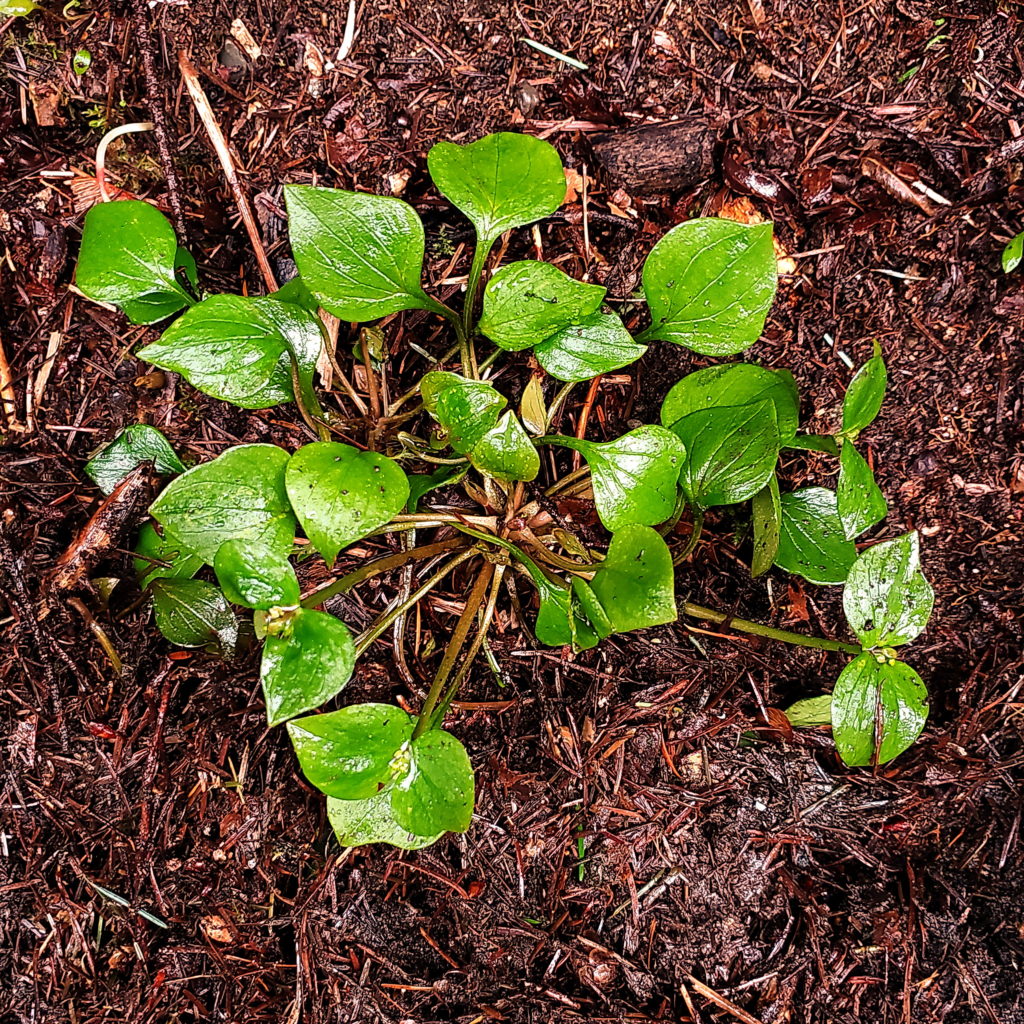 Claytonia sibiricus