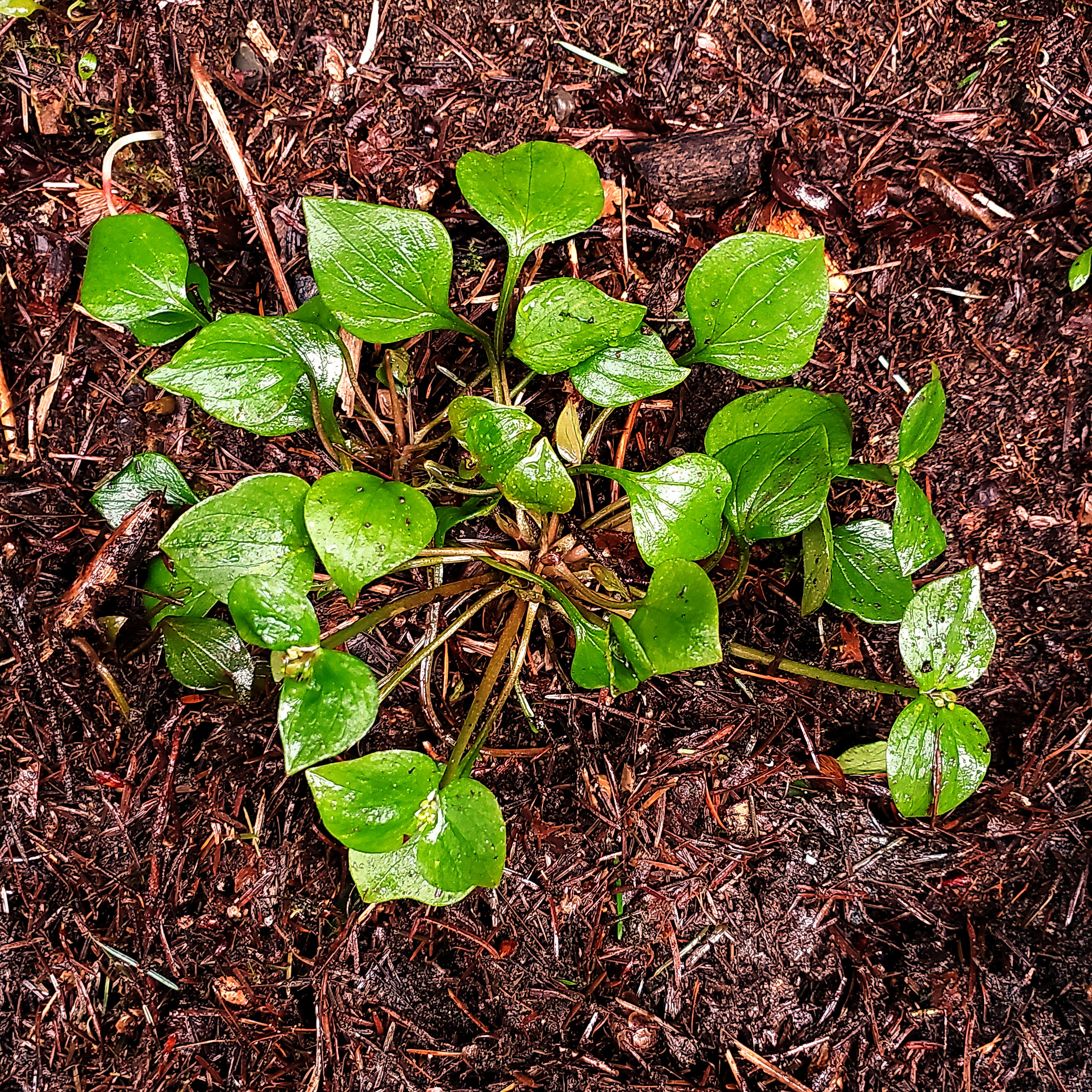 Does Sheet Mulching Deter the Natural Regeneration of Native Groundcovers?