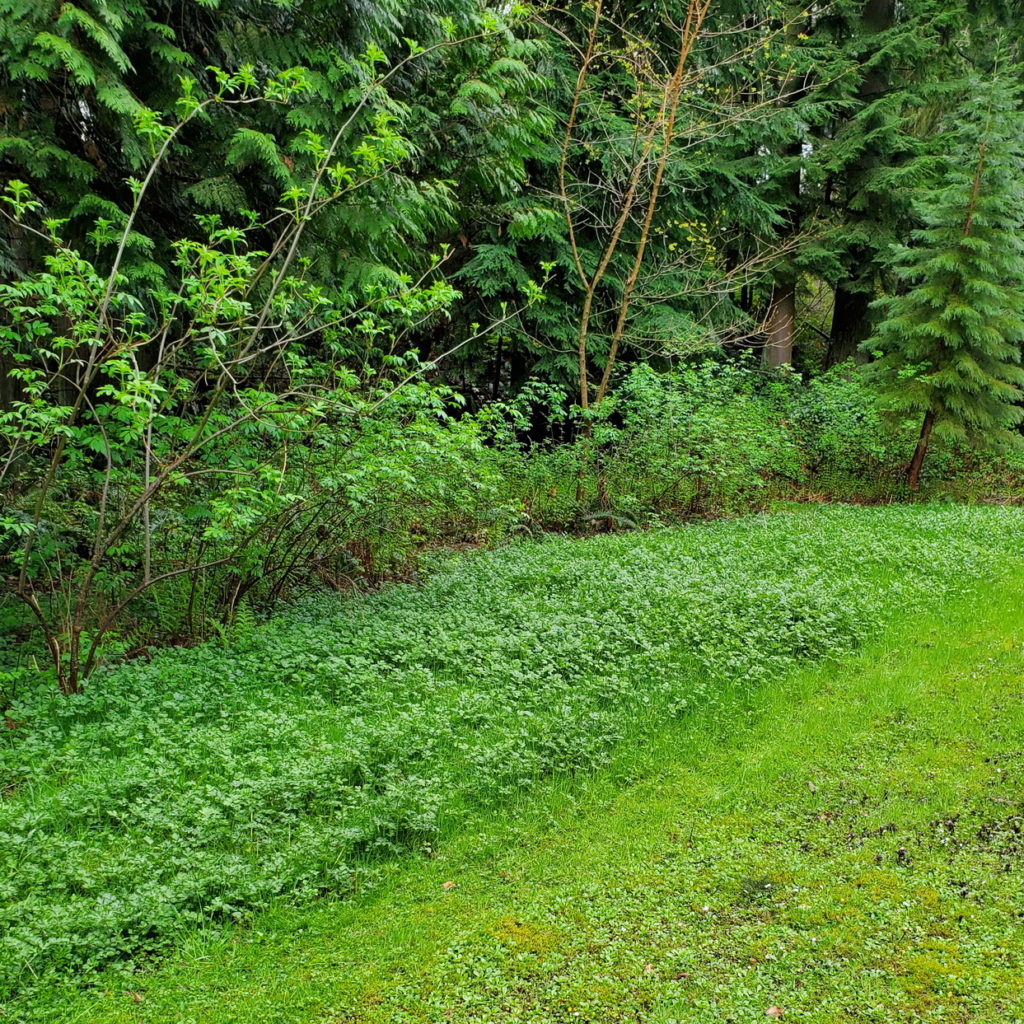 Creeping Buttercup next to restored forest