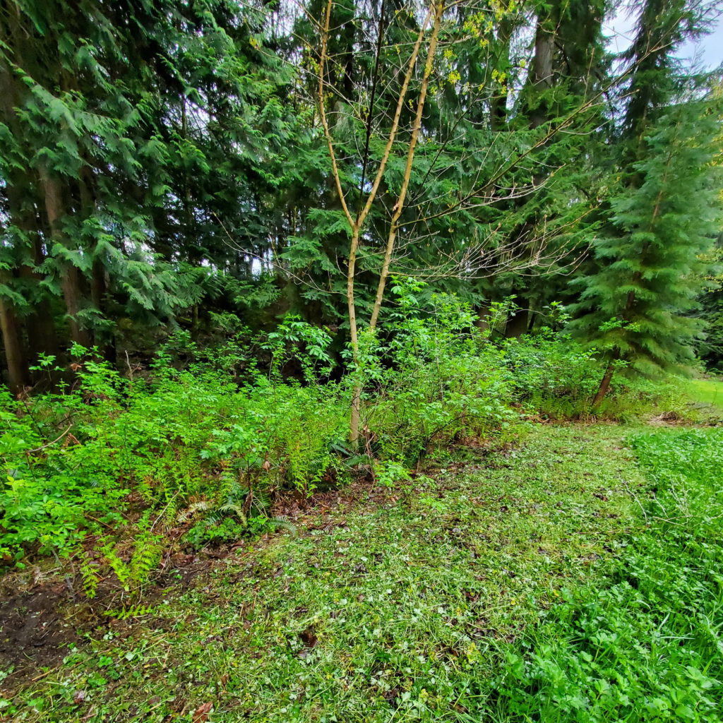 Weed Whacking Bad Edges — Some Pros and Cons – Backyard Forest Restoration