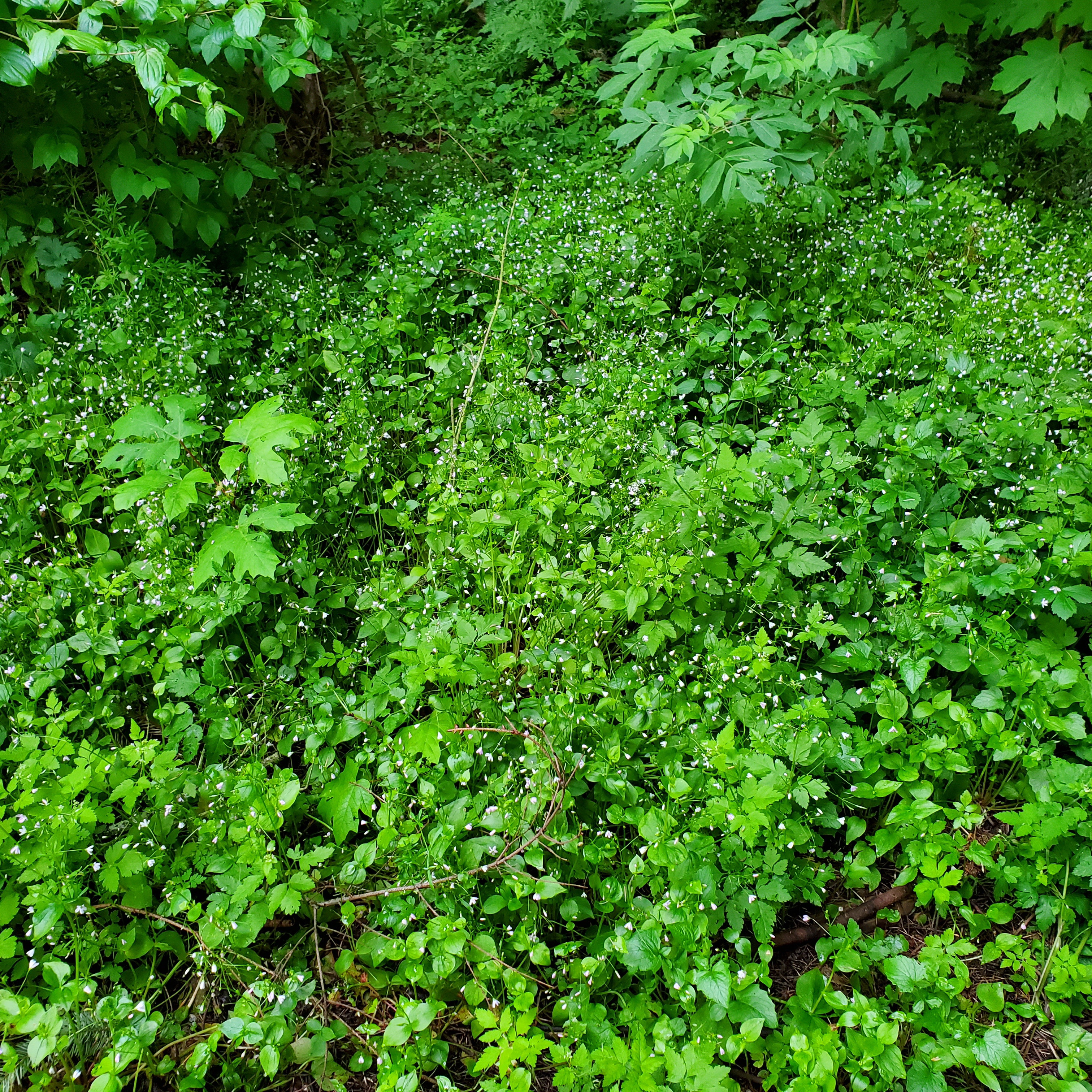 Candyflower (Claytonia sibirica) dominates the ground cover along a forest edge.