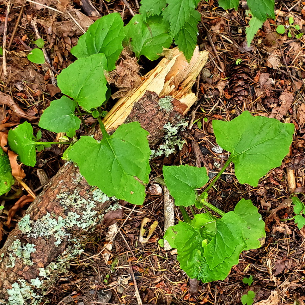 Pathfinder Basal Leaves