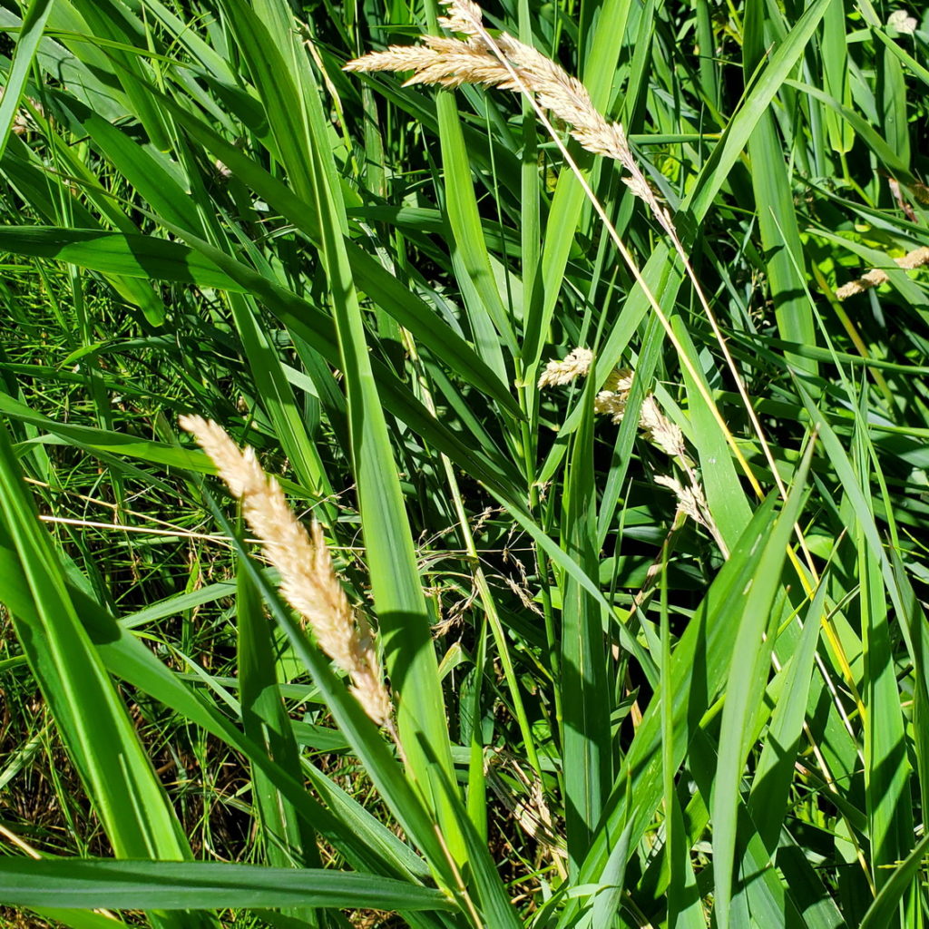 Reed Canarygrass (Phalaris arundinacea)