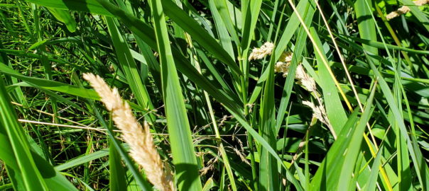 Keeping Invasive Grasses Out of Our Backyard Forests