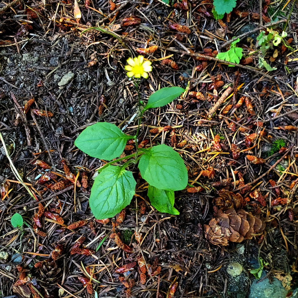 Nipplewort (Lapsana communis)