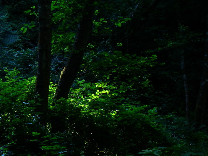 Sunfleck in the Forest