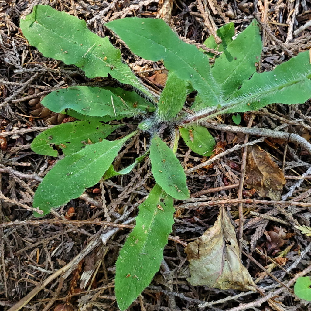 White-Flowered Hawkweed Basal Leaves