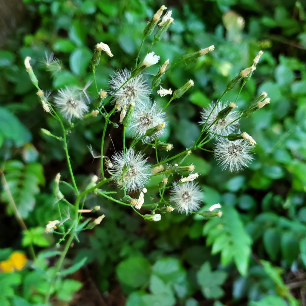 White Flowered Hawkweed Seedhead