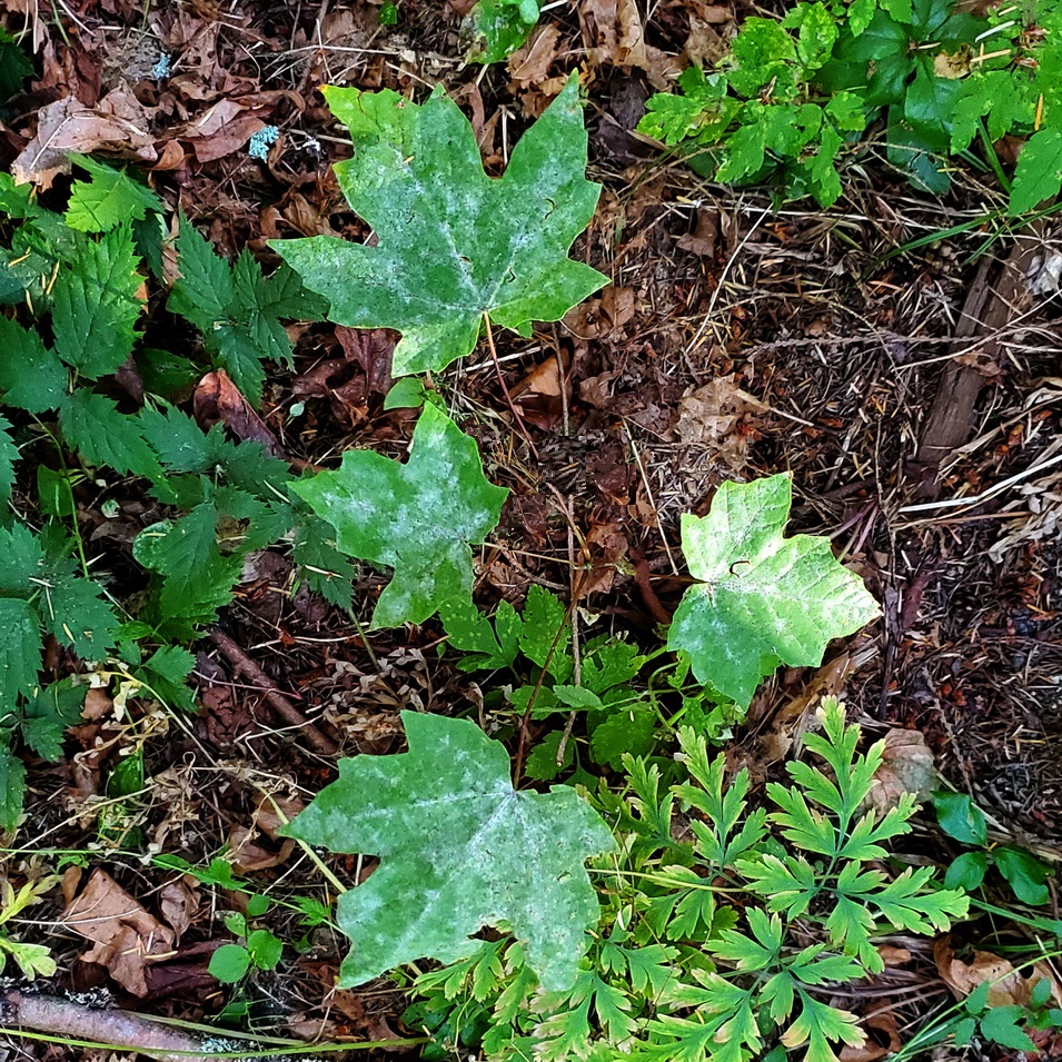 Bigleaf Maple Seedling - Note Powdery Mildew on Leaf Surfaces