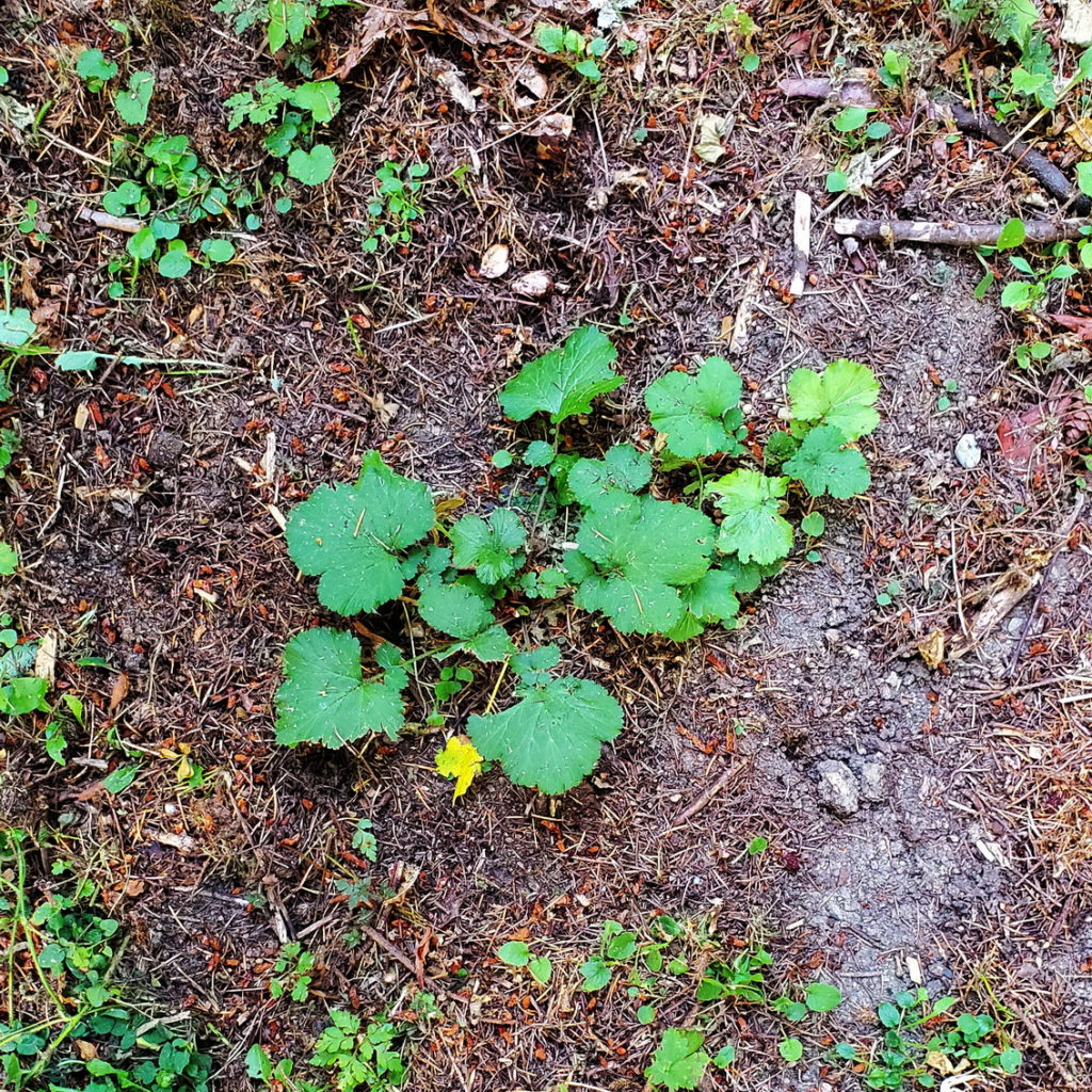 Geum macrophyllum