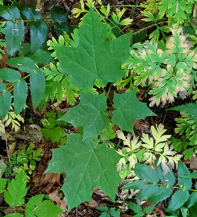 Norway Maple Seedling - No Sign of Mildew