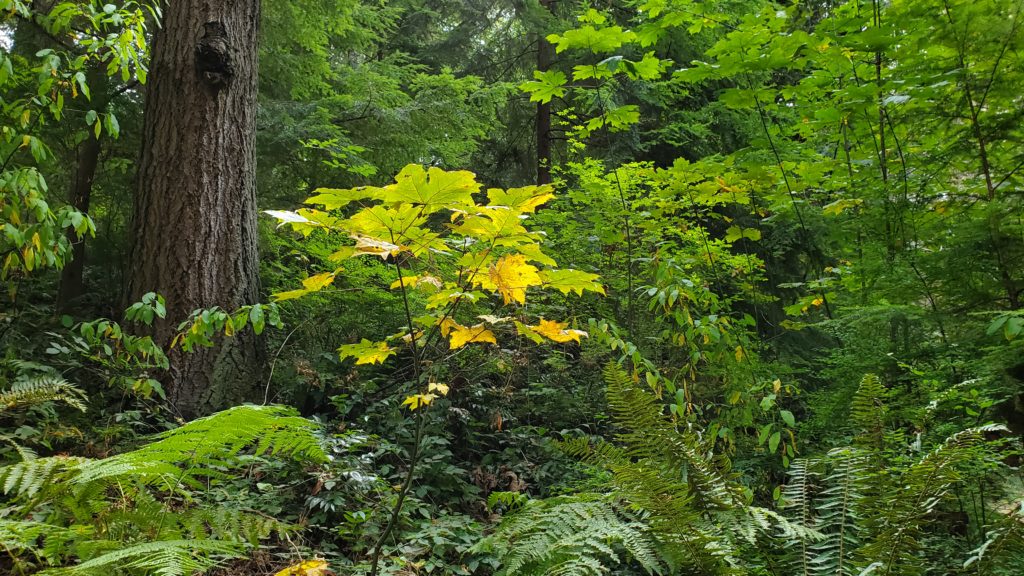 Acer macrophyllum