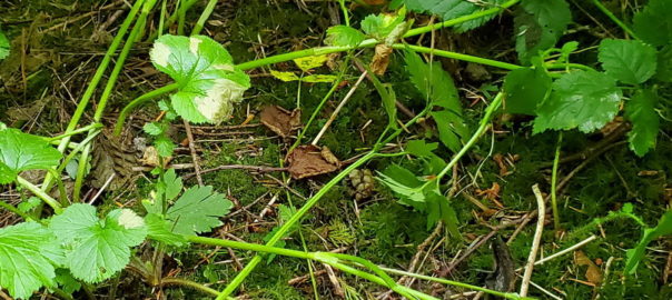 Ranunculus Repens (Creeping Buttercup)