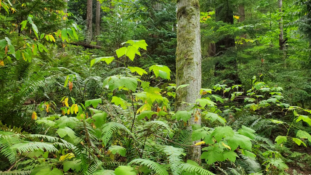 Rubus parviflorus