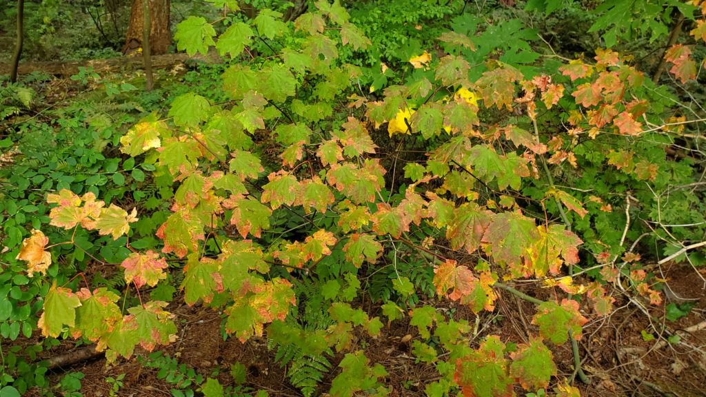 Acer circinatum