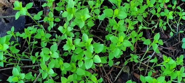 Annual Winter Weeds