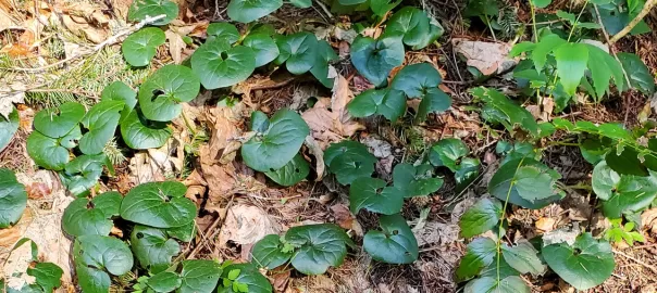 Establishing Groundcover