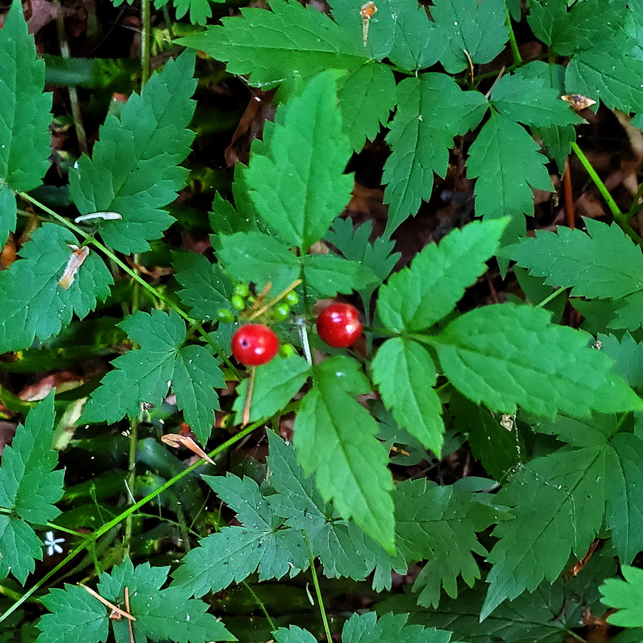 Baneberry (Actaea rubra) in Forest Park