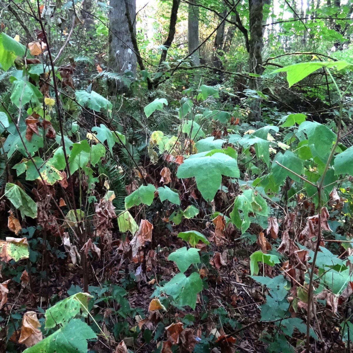 The Weeds of August in a Dry, Dry Season