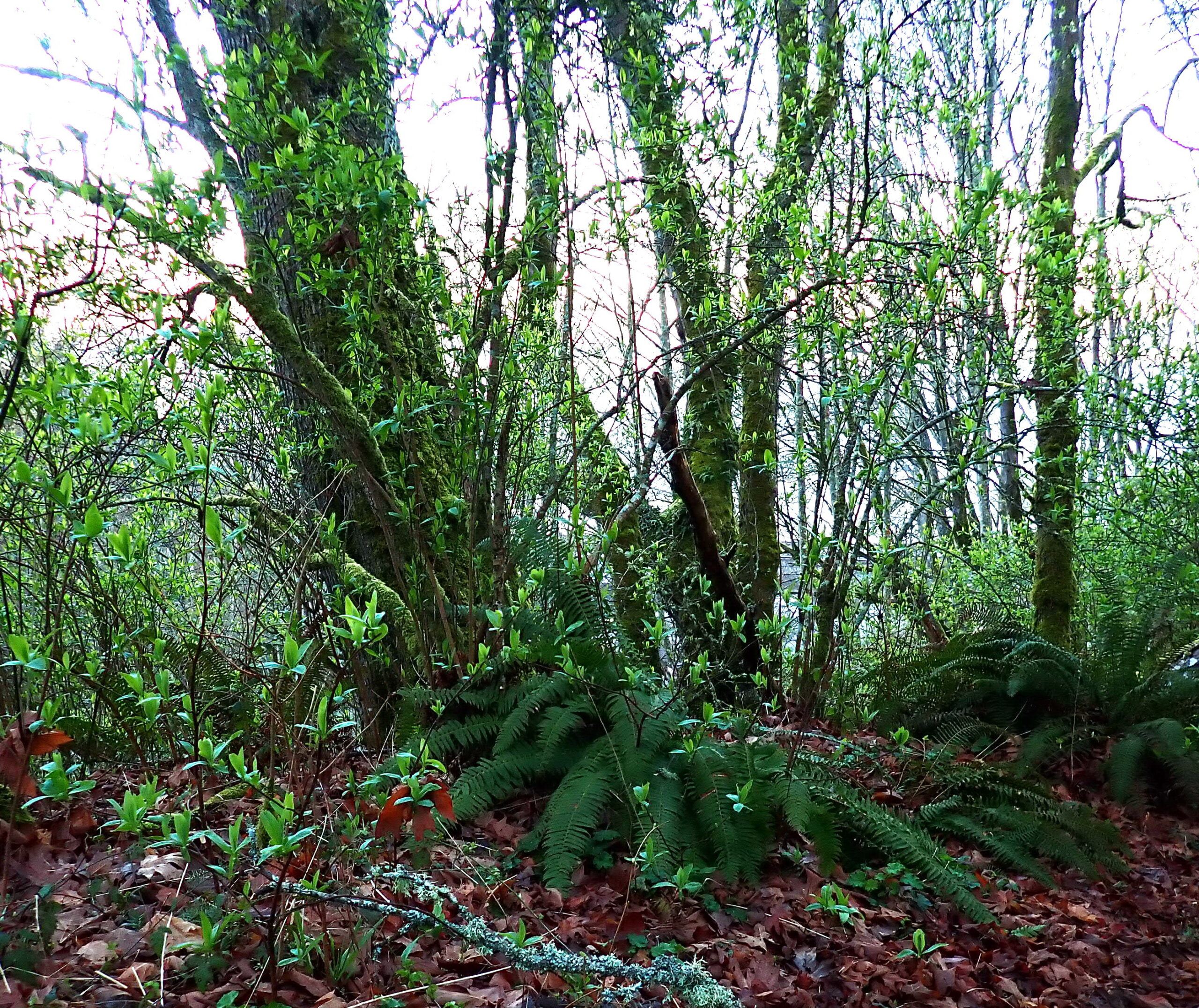 Backyard Forest Restoration Anticipation