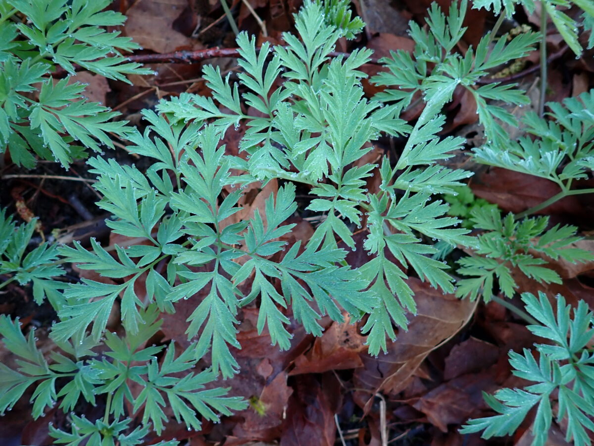 Multiplication by Division in our Backyard Forests