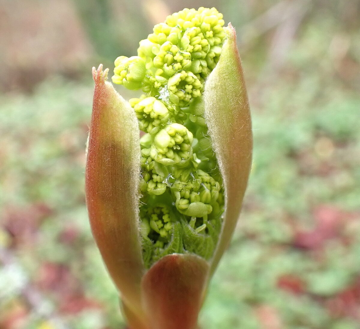 Bud Break