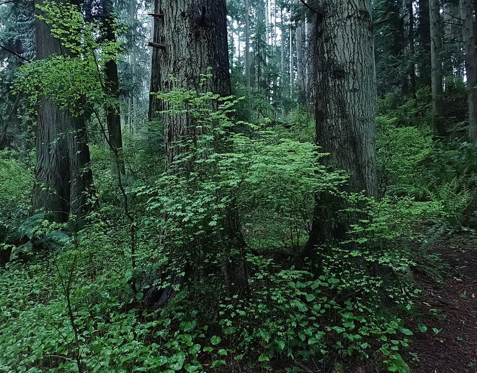 Legacy Forests in the Puget Lowlands