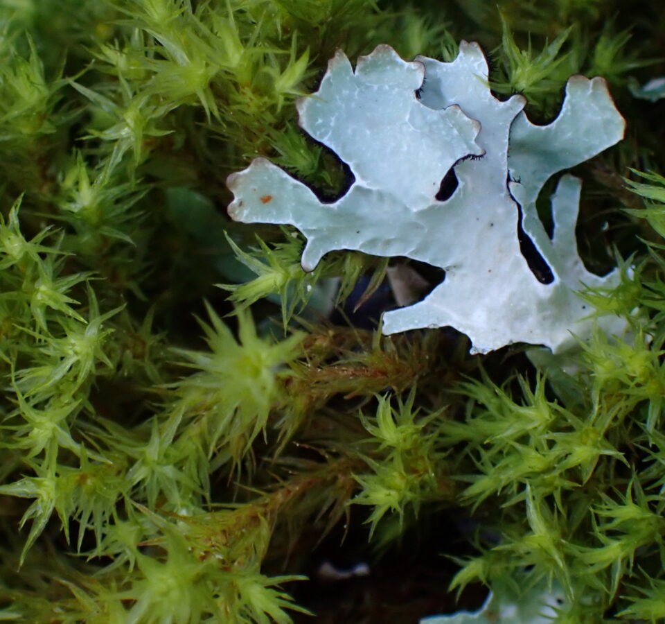 Which Evolved First, Lichens or Mosses?