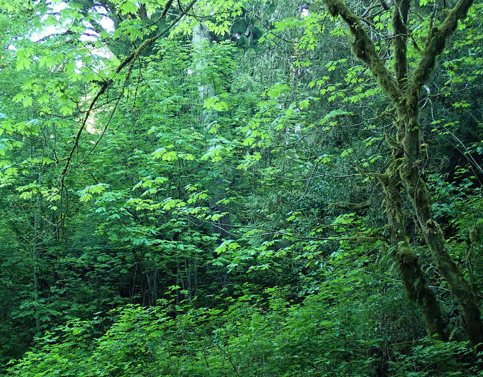 The Green Light of the Forest