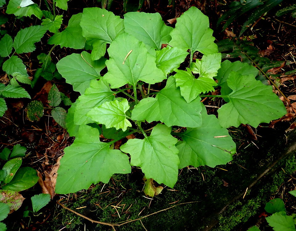 Remove These Three Weeds, but Beware of the Native Plants that Look Similar