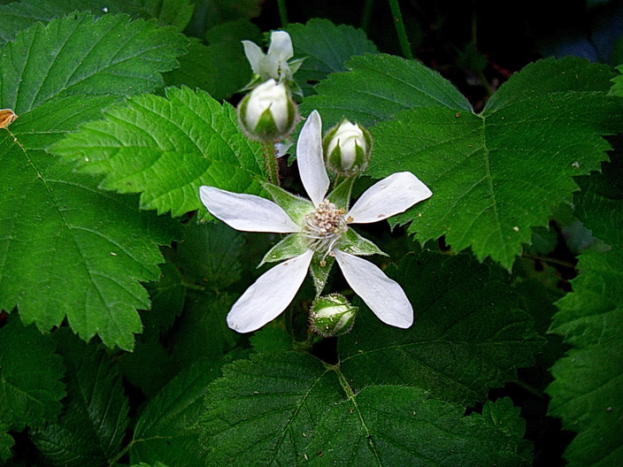 Ten Flowers of May in the Pacific Northwest