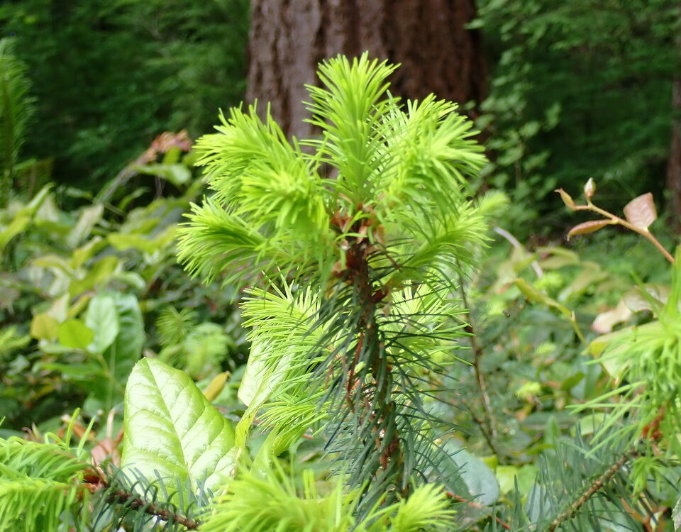 Volunteer Douglas Firs