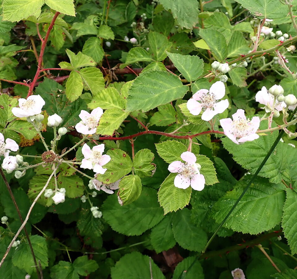 Himalayan Blackberry Versus Salmonberry