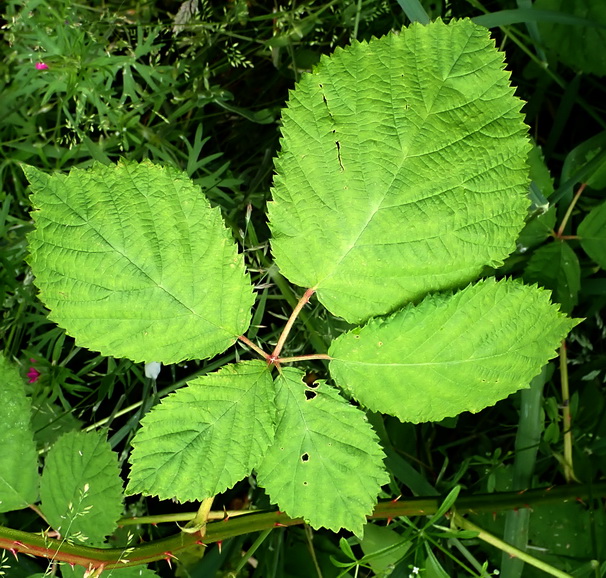 Himalayan Blackberry and Its Native Look-Alikes