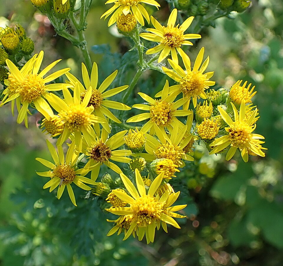 Noxious Weeds and Native Plant Berries