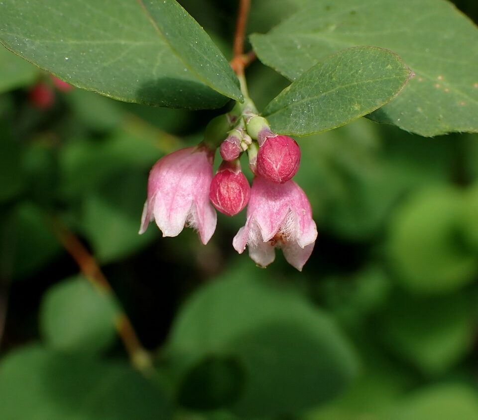 July Blossoms in the Backyard Forest