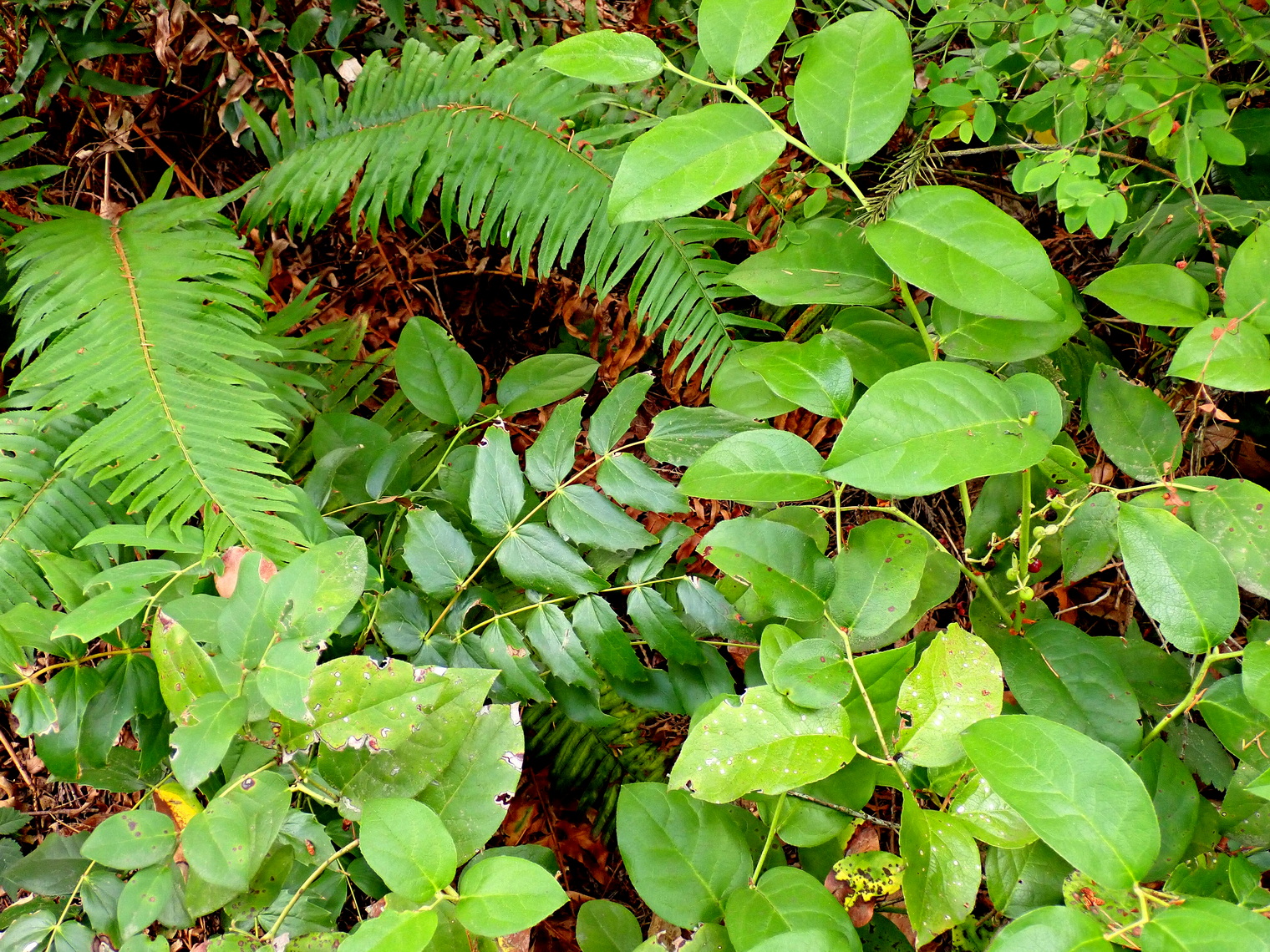 Weed Proof Groundcover