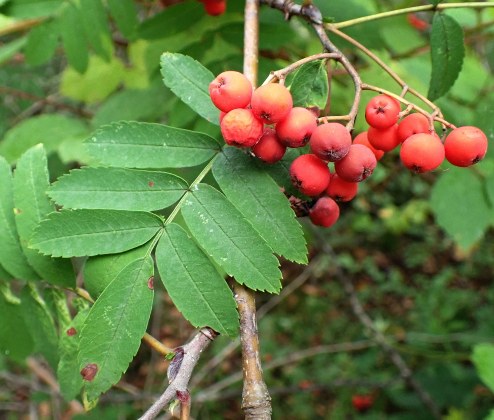 Seven Non-Native Deciduous Trees Invading the Puget Lowlands