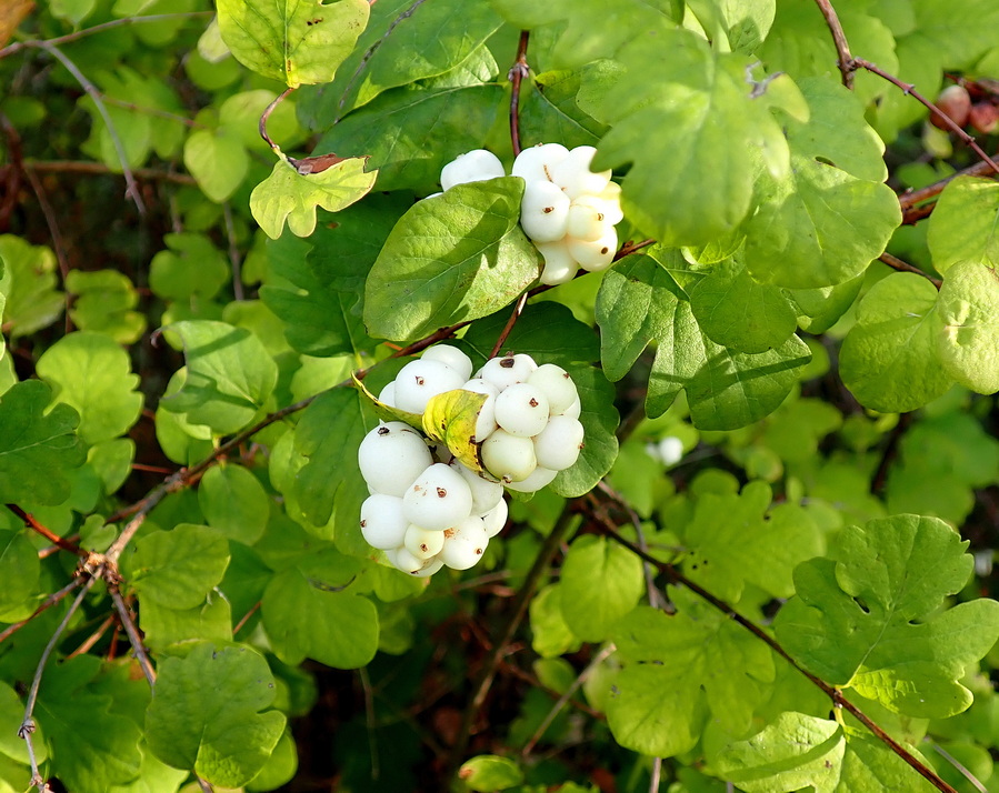 Snowberries and Roses in the Backyard Forest