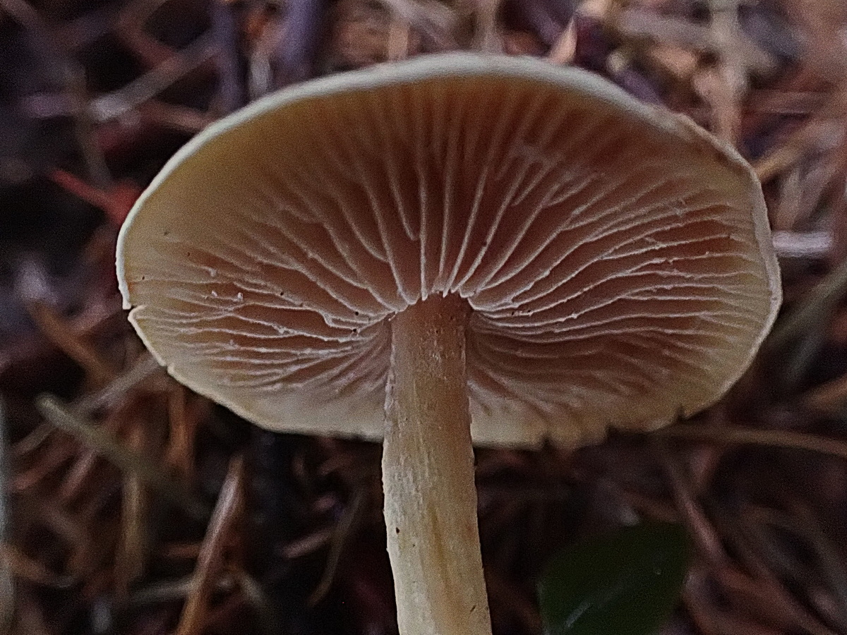 An Invasive Mushroom in Forest Park