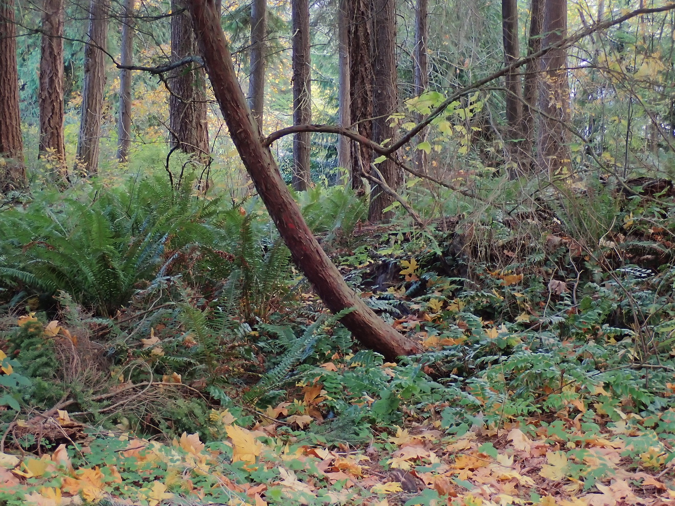 Those Difficult-to-Tell-Apart Yews of the Puget Lowlands