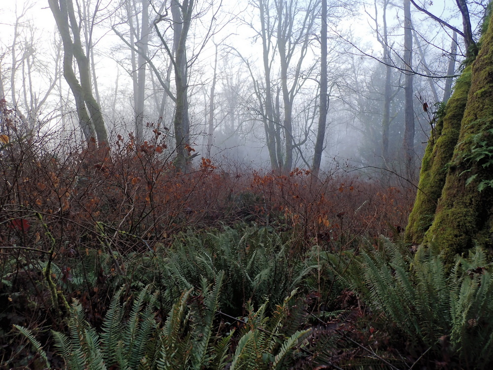 A Look at the Winter Woods