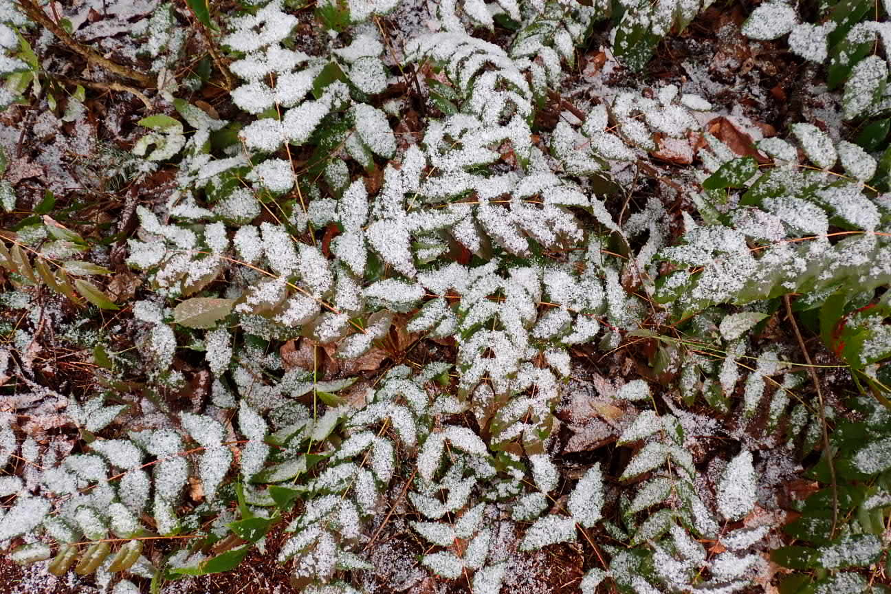 The Backyard Forest After Showers of Snow