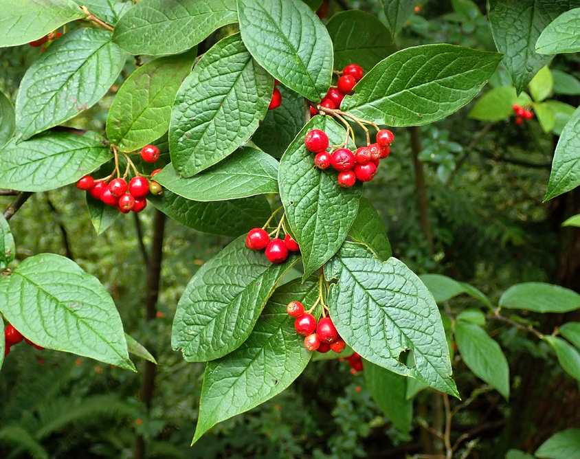 Invasive Shrubs in the Puget Lowlands