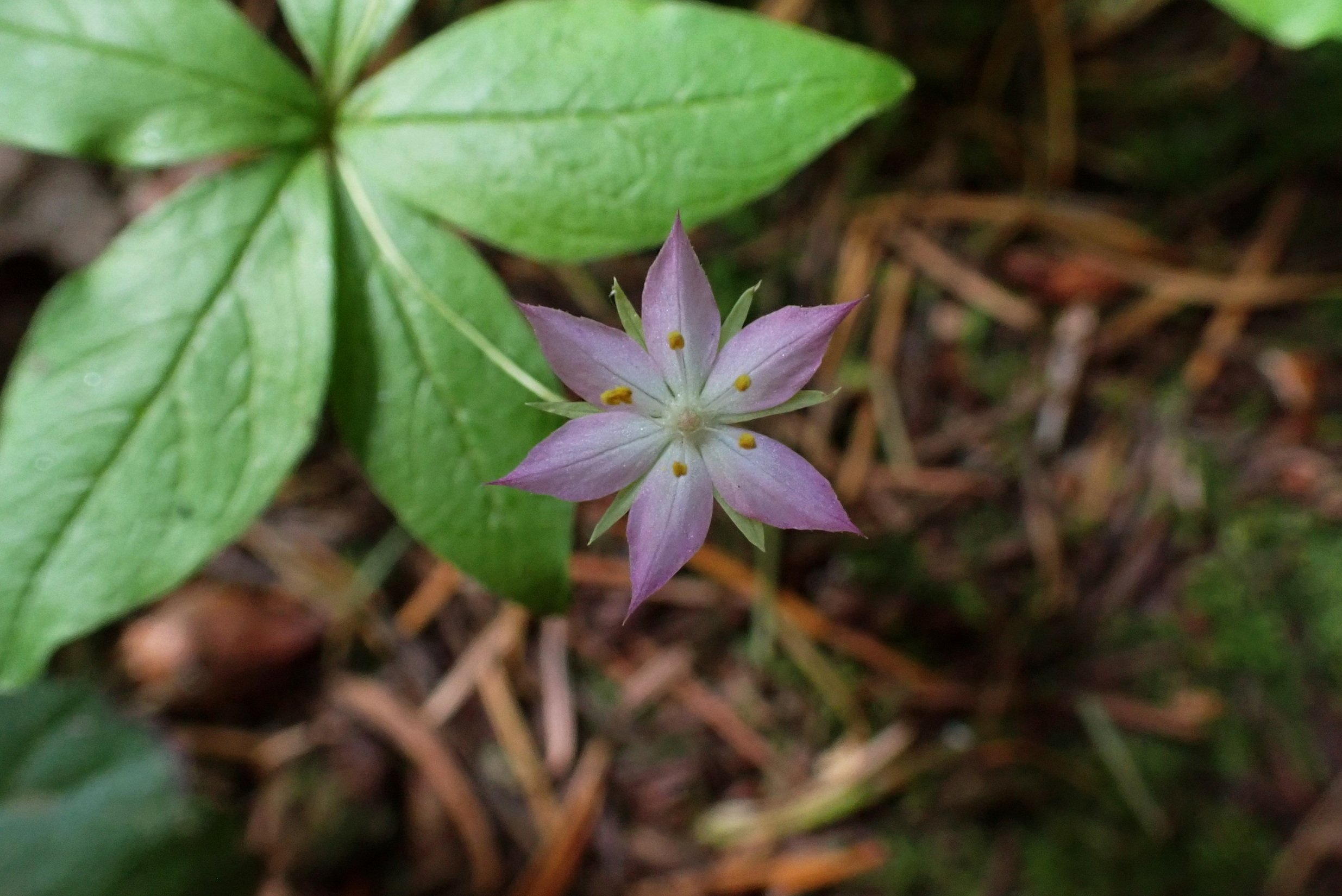 Pioneering Native Plants